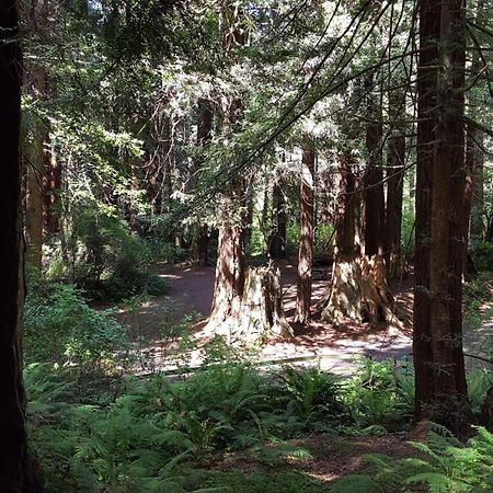 Emerald Forest Cabins Тринидад Номер фото