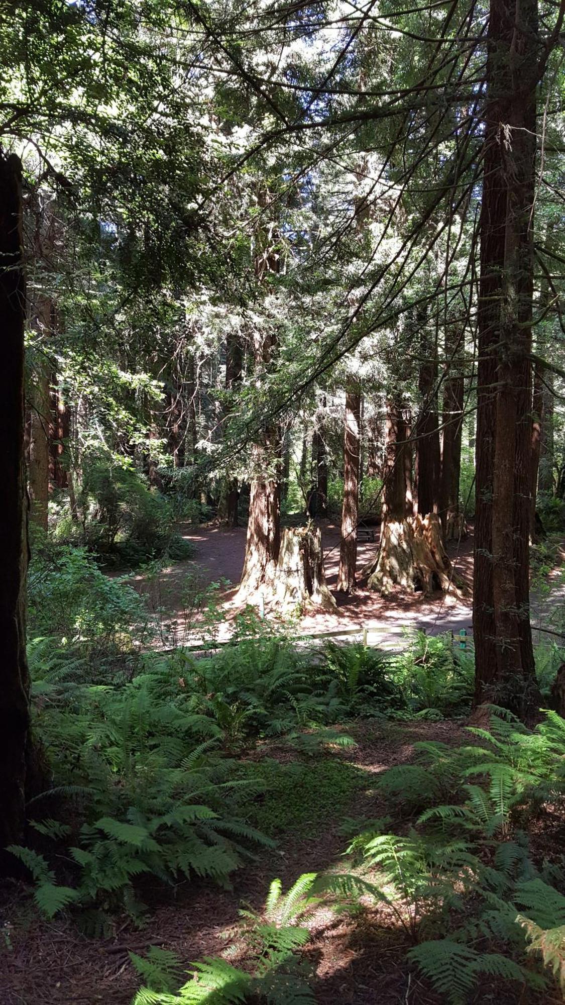 Emerald Forest Cabins Тринидад Номер фото