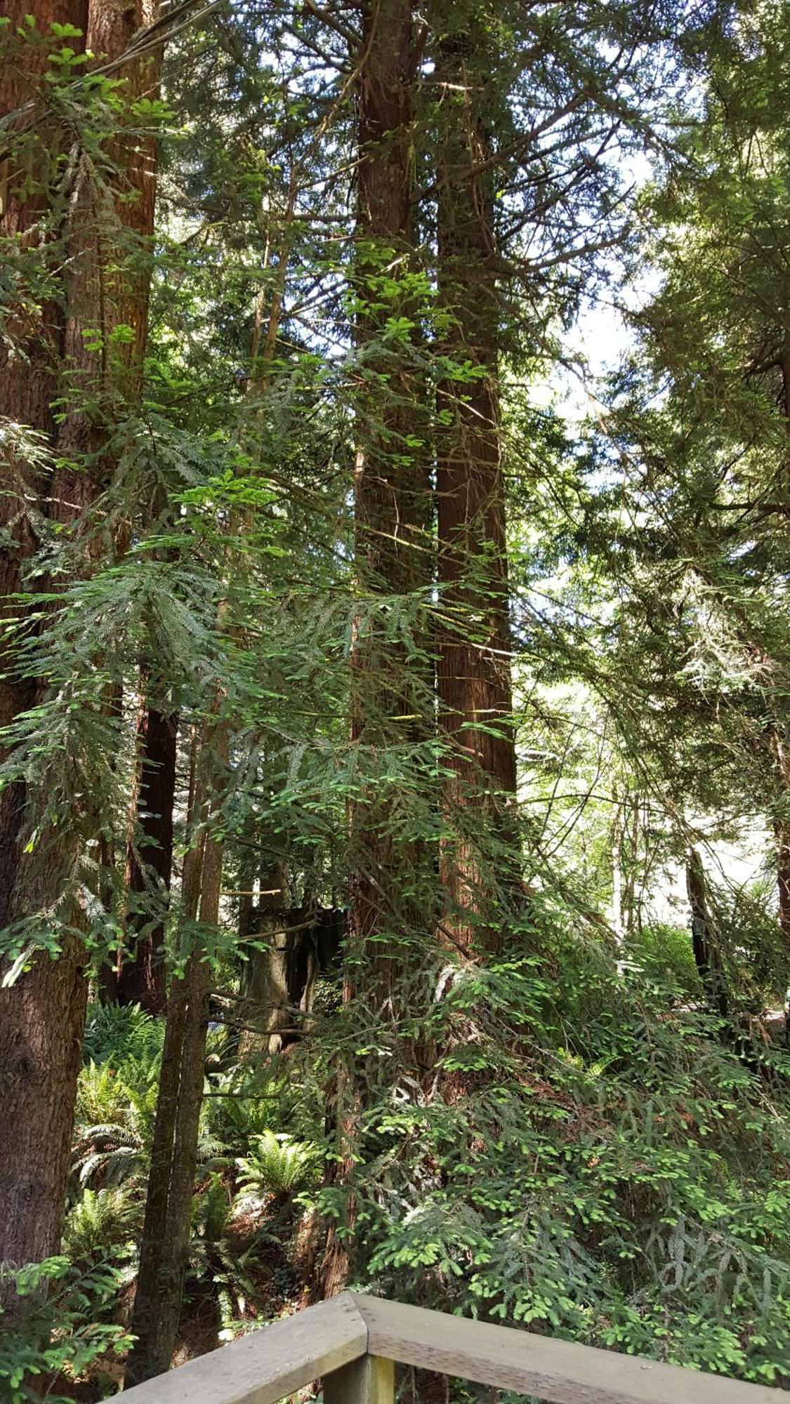 Emerald Forest Cabins Тринидад Номер фото