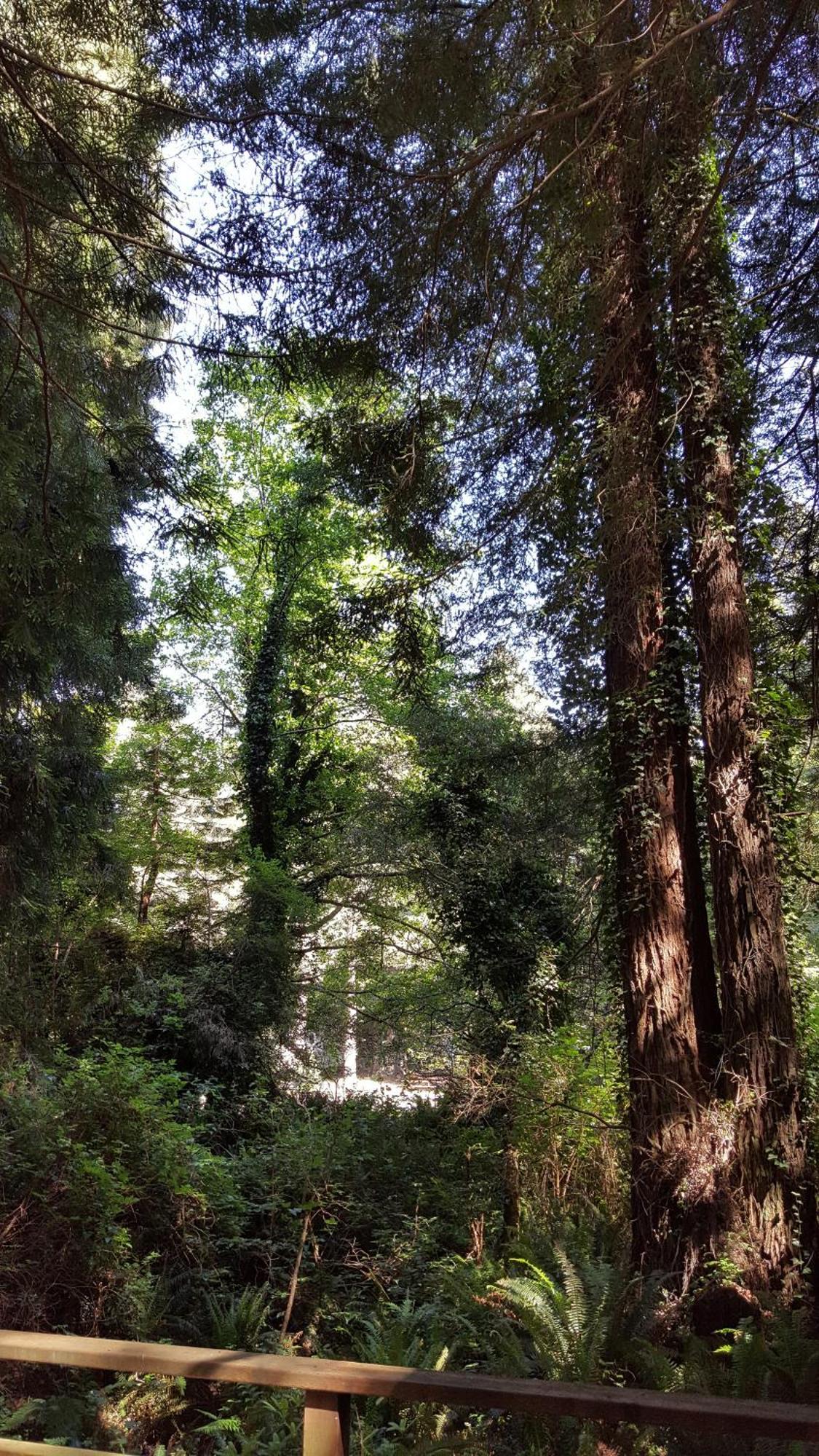 Emerald Forest Cabins Тринидад Номер фото