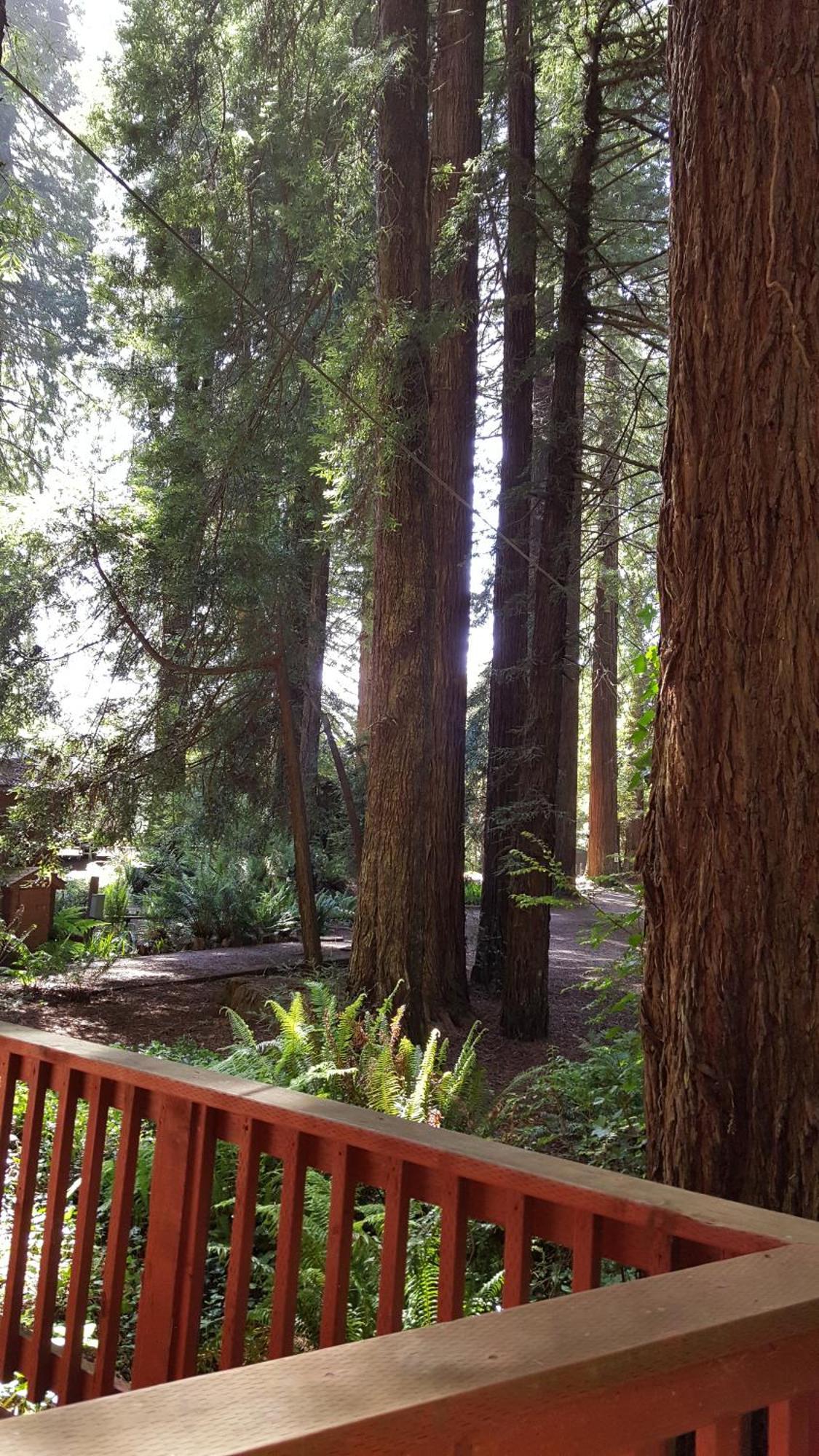 Emerald Forest Cabins Тринидад Номер фото